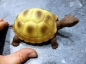 Preview: Tortoise Collection Stretch - Farbe braun/gelb Spielzeug