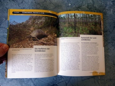 Landschildkröten - Heidi Rogner