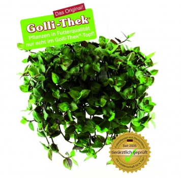 Flumi®-Ampel Zebrina Futterpflanze weis 14cm von Golli-Thek®