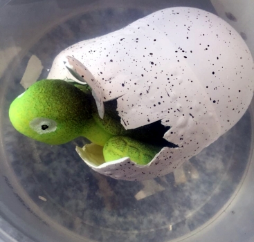 TURTLE EGG - Growing Turtle