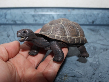 SAFARI Galapagos Schildkröten Baby