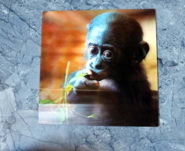 Baby Bonobo - Gruppe D - Große Postkarte mit Gorillababy Affe