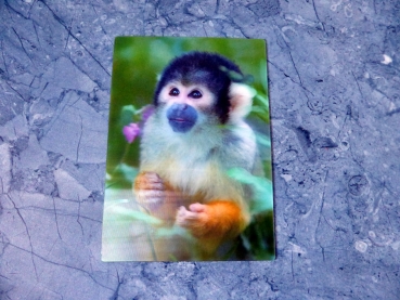 Squirrelmonkey - Gruppe B - kleiner Affe Postkarte 3D