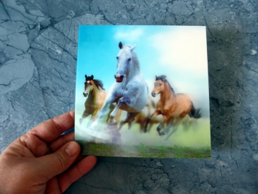 Horses in Dust - Gruppe D - Große Quadratische Postkarte