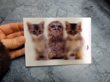Baby Owl and Kittens - Gruppe B - Eule und Katzenkinder Postkarte 3D
