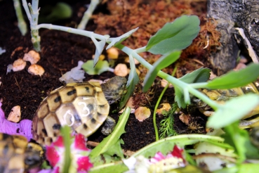 Kalanchoe oder Brutblatt im 9cm Topf Futterpflanze für das Terrarium