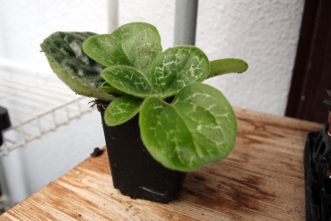 Schildkrötenblatt Pflanze (Streptocarpus Pretty Turtle)