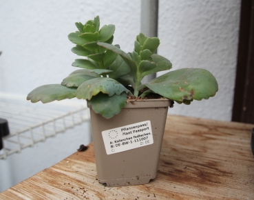 Kalanchoe oder Brutblatt im 9cm Topf Futterpflanze für das Terrarium