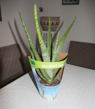 PetSnack Aloe vera BIO - Aloe vera im 12 cm Topf