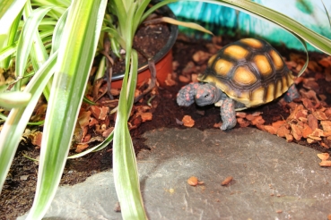 Schildkröten Figur "Köhlerschildkröten Jungtier"