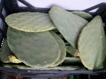 Opuntien (Opuntia) Kaktus Futterblatt für Schildkröten ca. 1kg