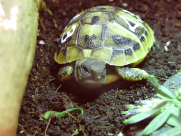 Cocos Humus Ziegel Ungedüngt für Landschildkröten Bodengrund