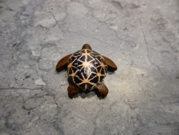 Holz Dekorations Schildkröten (schwarz)