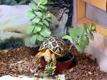 Kalanchoe oder Brutblatt im 9cm Topf Futterpflanze für das Terrarium