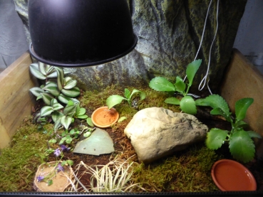 Terrarienmoss Substrat für Feuchtbereiche im Terrarium