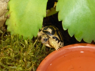 Terrarienmoss Substrat für Feuchtbereiche im Terrarium