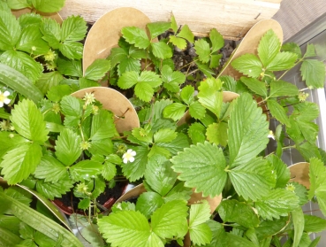 PetSnack - Wald-Erdbeeren