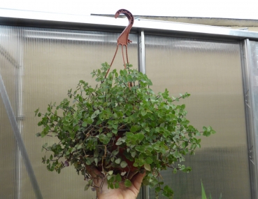 PetSnack - Callisia Ampelpflanze