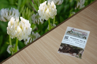 Alexandriner-Klee 5g  (Trifolium alexandrinum)