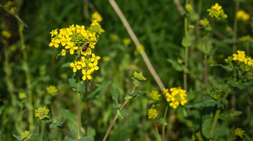 Ackersenf 2g  (Sinapis arvensis)