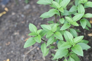 Basilikum 2g  (Ocimum basilicum)