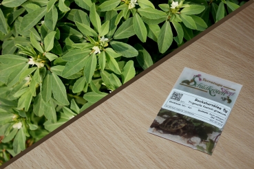 Bockshornklee 5g  (Trigonella foenum-graecum)