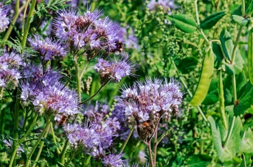 Büschelschön 2g  (Phacelia tanacetifolia)