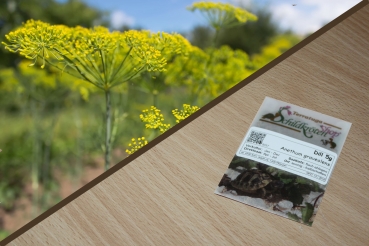 Dill 5g  (Anethum graveolens)