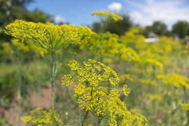 Dill 5g  (Anethum graveolens)