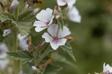 Echter Eibisch 2g  (Althaea officinalis)