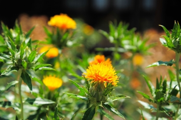 Färberdistel 2g  (Carthamus tinctorius)