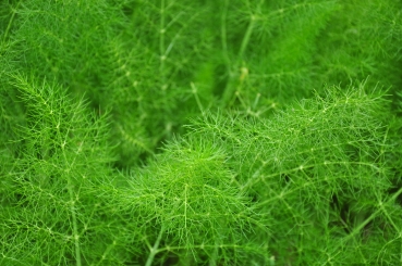 Fenchel 2g  (Foeniculum vulgare)