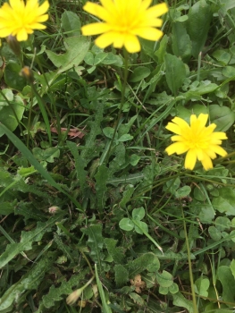 Gewöhnliches Ferkelkraut 1g  (Hypochaeris radicata)