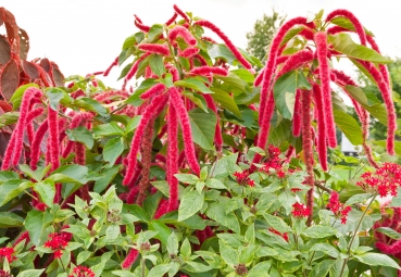 Garten-Fuchsschwanz 2g  (Amaranthus caudatus)