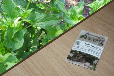 Guter Heinrich 2g   (Chenopodium bonus-henricus)