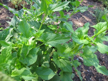 Guter Heinrich 2g   (Chenopodium bonus-henricus)