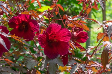 Hibiskus 1g  (Hibiscus acetosella)