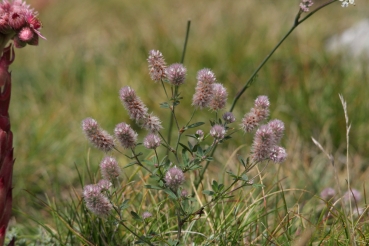 Hasenklee 1g  (Trifolium arvense)