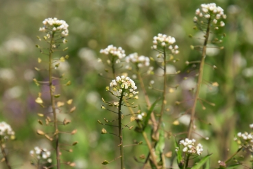 Gewöhnliches Hirtentäschel 2g  (Capsella bursa-pastoris)