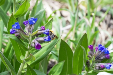 Weiches Lungenkraut 1g  (Pulmonaria mollis)