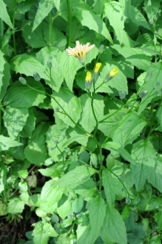 Gemeiner Rainkohl 2g  (Lapsana communis)