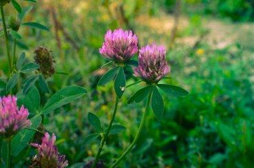 Rotklee 5g  (Trifolium pratense)