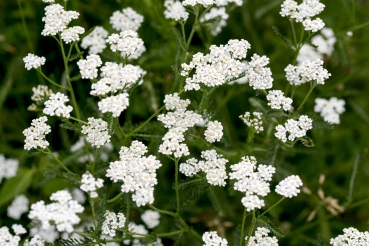 Gewöhnliche Schafgarbe 2g  (Achillea millefolium)