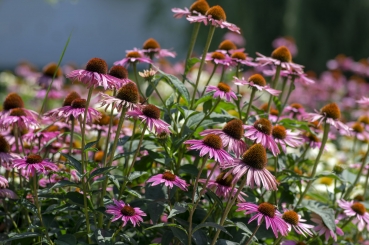 Roter Sonnenhut 2g  (Echinacea purpurea)