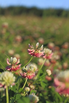 Schwedenklee 5g  (Trifolium hybridum)