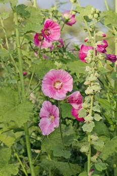 Stockrose 1g  (Alcea rosea)