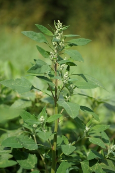 Weißer Gänsefuß  1g   (Chenopodium album)