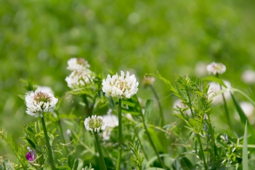 Weißklee 5g   (Trifolium repens)