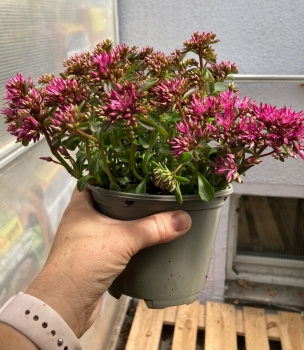 Teppich Fetthenne pink im 11cm Topf (Sedum spurium aristata)