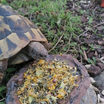 Terratugas Schildkrötentraum ® Futterpackung 50g Blüten & Wildkräuter MIX